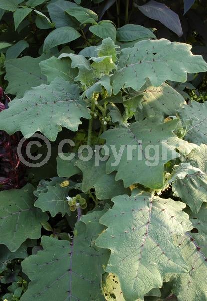 White blooms; Evergreen; Broadleaf