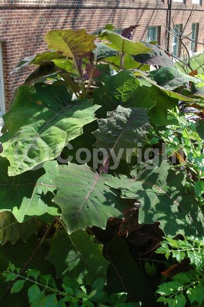 White blooms; Evergreen; Broadleaf