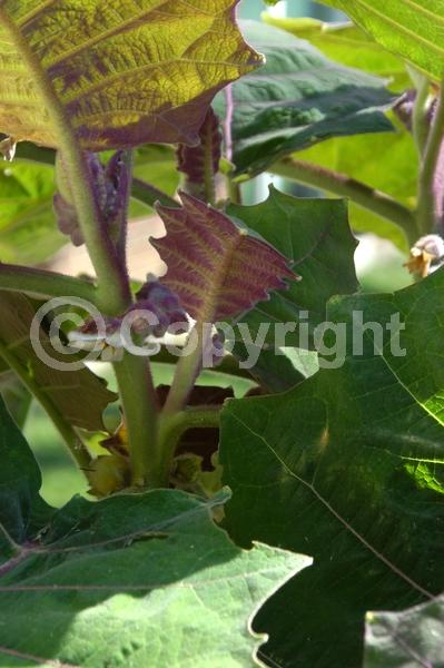 White blooms; Evergreen; Broadleaf