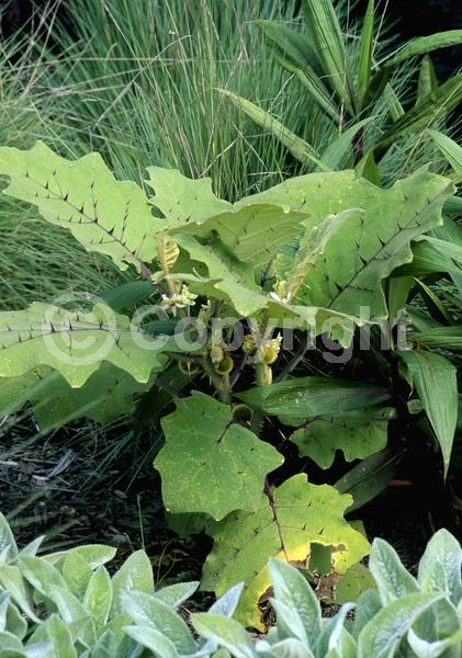 White blooms; Evergreen; Broadleaf