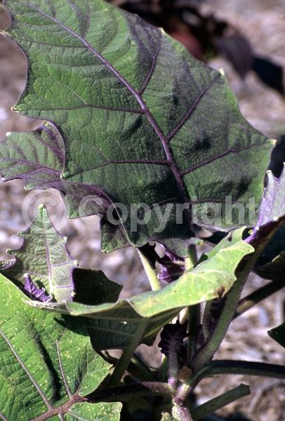 White blooms; Evergreen; Broadleaf