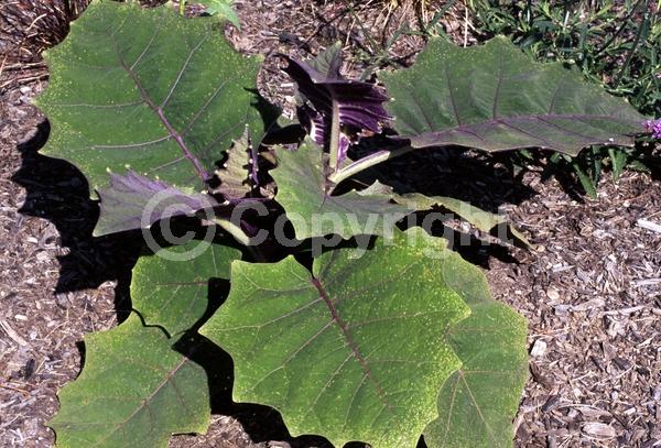 White blooms; Evergreen; Broadleaf