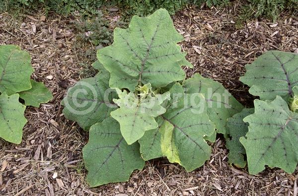 White blooms; Evergreen; Broadleaf