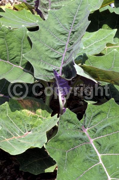 White blooms; Evergreen; Broadleaf