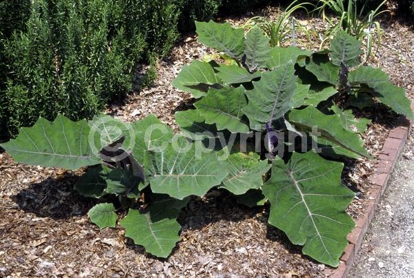 White blooms; Evergreen; Broadleaf