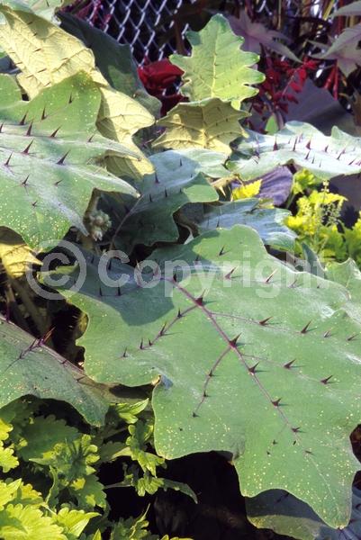 White blooms; Evergreen; Broadleaf