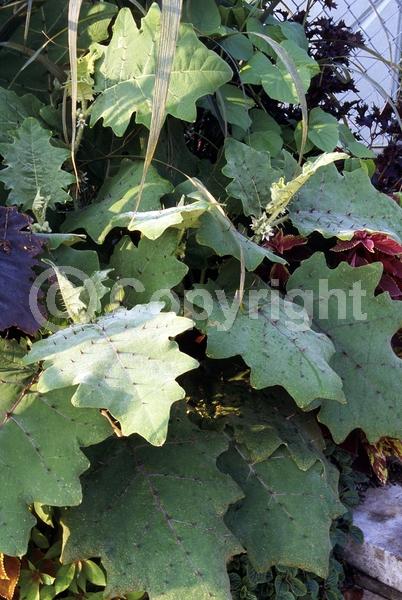 White blooms; Evergreen; Broadleaf