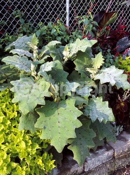 White blooms; Evergreen; Broadleaf