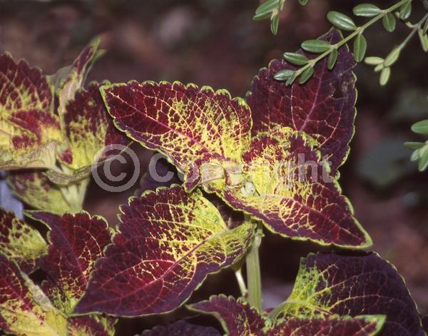 Blue blooms; Purple blooms; Evergreen