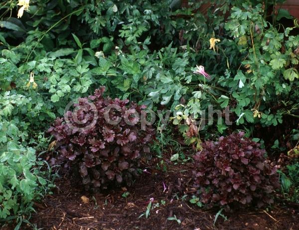 Blue blooms; White blooms; Evergreen