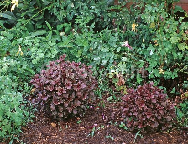 Blue blooms; White blooms; Evergreen