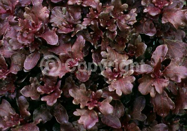 Blue blooms; White blooms; Evergreen