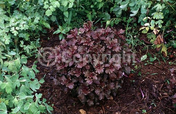 Blue blooms; White blooms; Evergreen