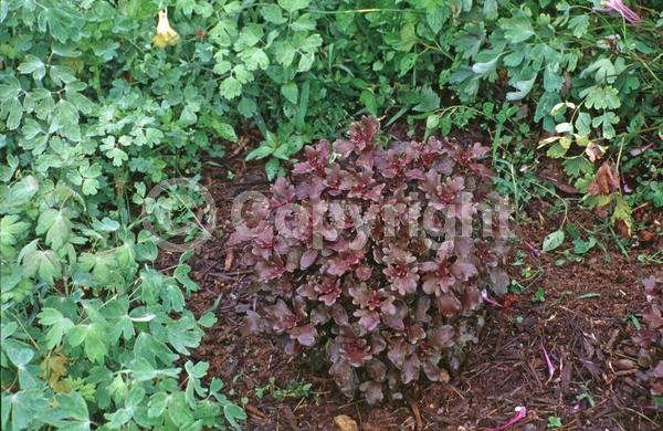 Blue blooms; White blooms; Evergreen