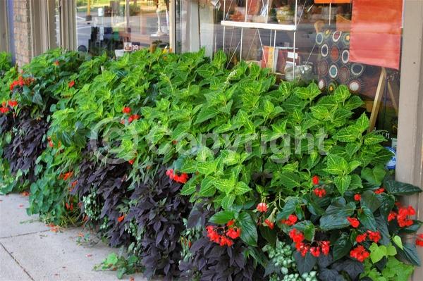 Blue blooms; White blooms; Evergreen