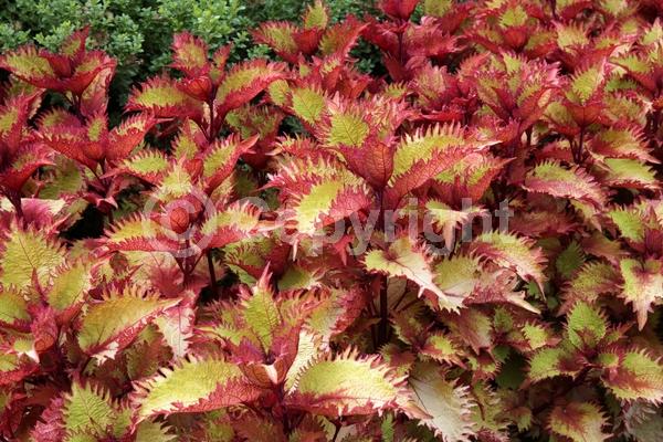 Blue blooms; White blooms; Evergreen