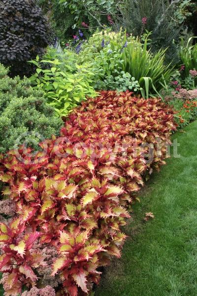 Blue blooms; White blooms; Evergreen