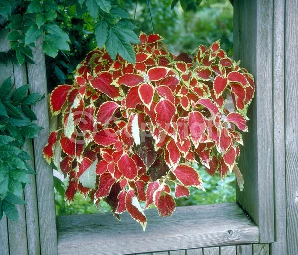 Blue blooms; White blooms; Evergreen