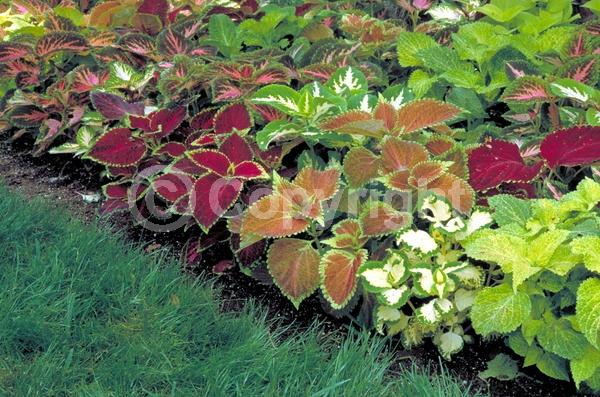 Blue blooms; White blooms; Evergreen