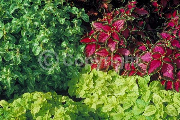 Blue blooms; White blooms; Evergreen