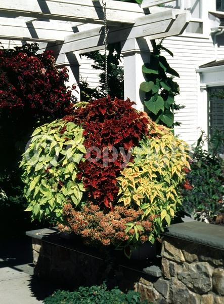 Blue blooms; White blooms; Evergreen