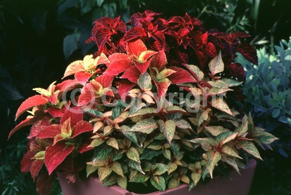 Blue blooms; White blooms; Evergreen