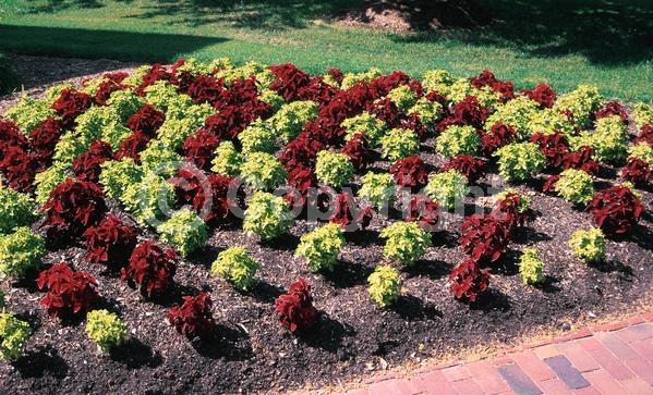 Blue blooms; White blooms; Evergreen