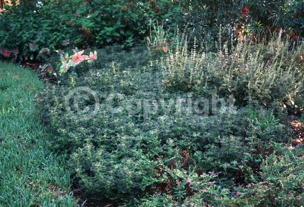 Blue blooms; White blooms; Evergreen