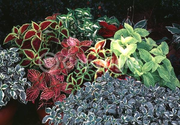 Blue blooms; White blooms; Evergreen