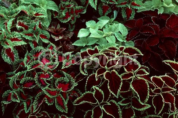 Blue blooms; White blooms; Evergreen