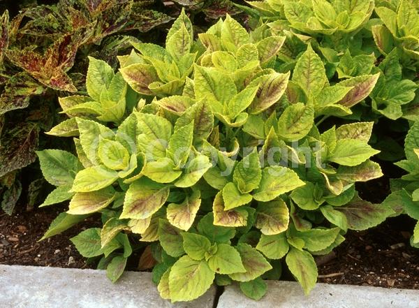 Blue blooms; White blooms; Evergreen