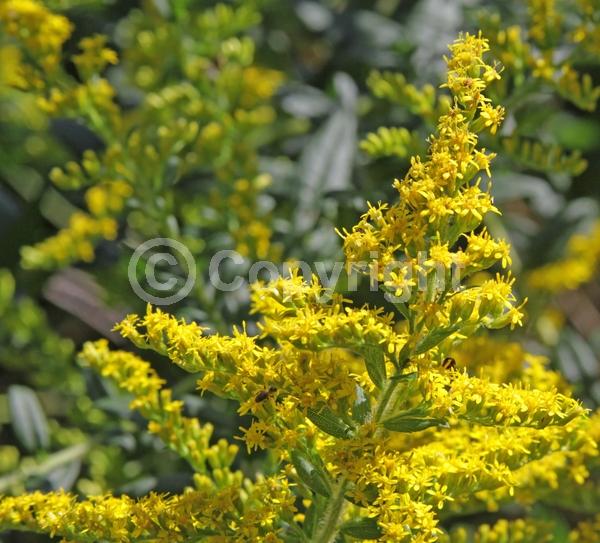 Yellow blooms; North American Native