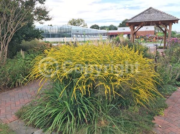 Yellow blooms; North American Native