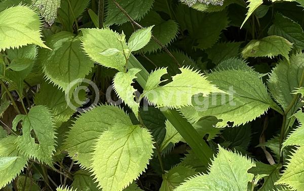 North American Native