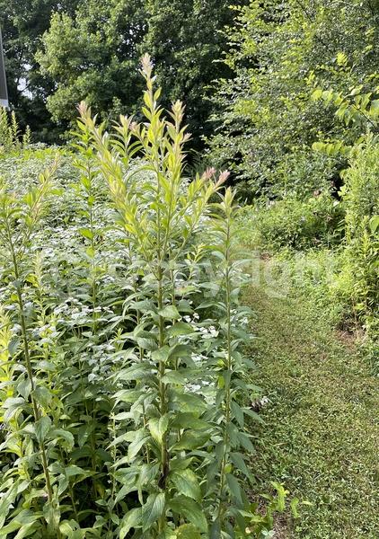Yellow blooms; North American Native
