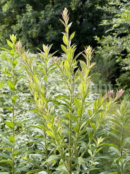 Yellow blooms; North American Native