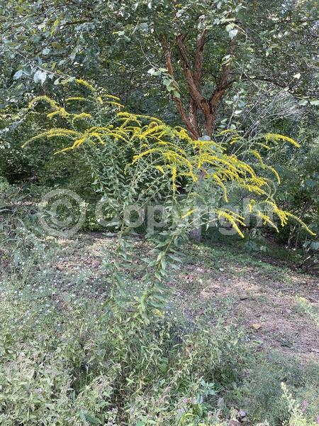Yellow blooms; North American Native