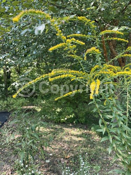 Yellow blooms; North American Native