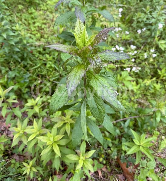 Yellow blooms; North American Native