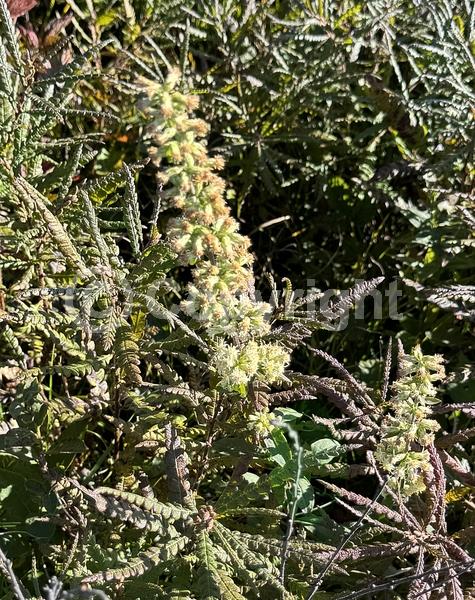 White blooms; North American Native