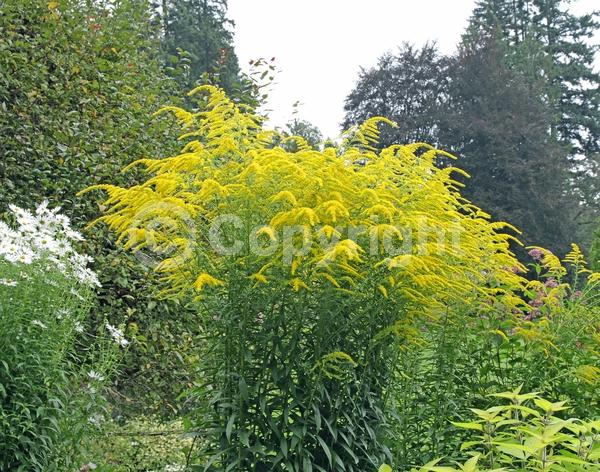 Yellow blooms; Deciduous; Broadleaf; North American Native