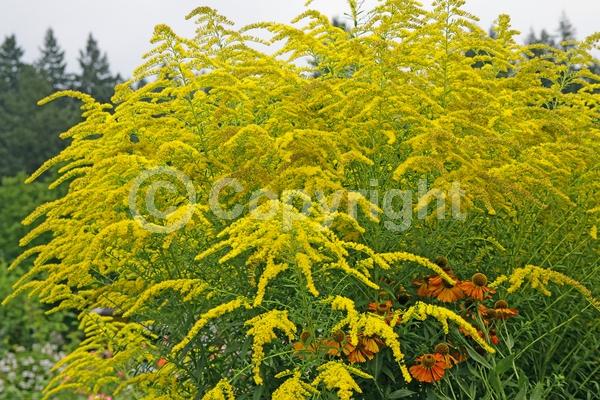 Yellow blooms; Deciduous; Broadleaf; North American Native
