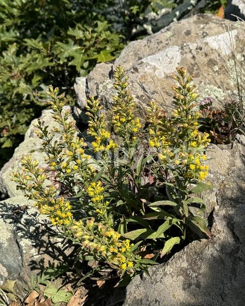 Yellow blooms; North American Native