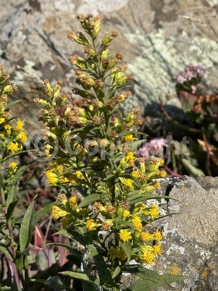 Yellow blooms; North American Native
