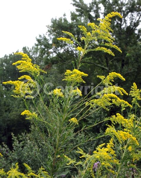 Yellow blooms; Deciduous; Broadleaf; North American Native