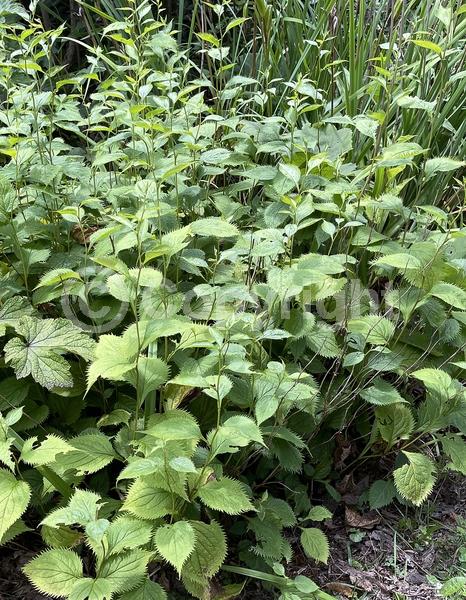 North American Native