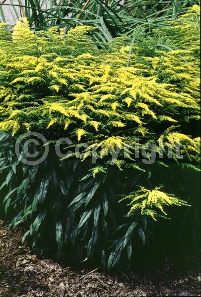 Yellow blooms; Deciduous; Broadleaf