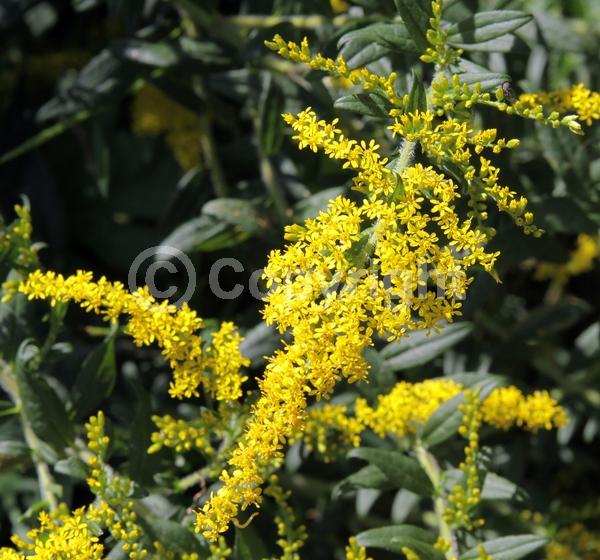 Yellow blooms; Deciduous; Broadleaf; North American Native