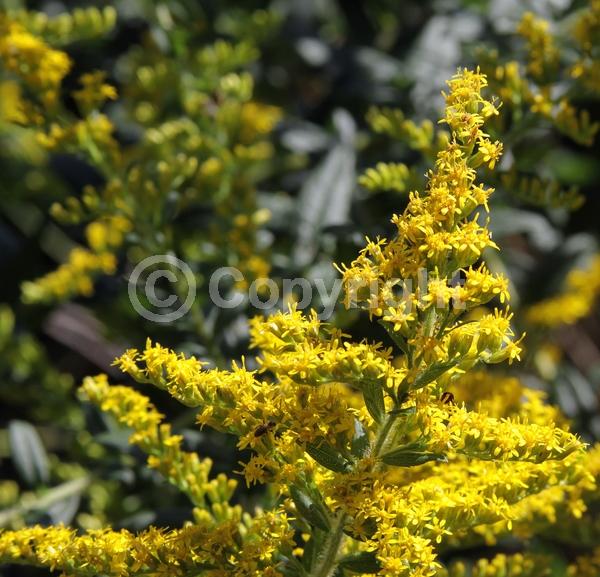 Yellow blooms; Deciduous; Broadleaf; North American Native