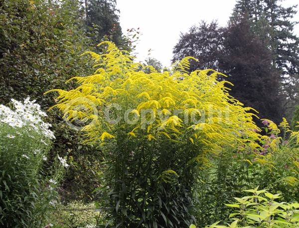 Yellow blooms; Deciduous; Broadleaf; North American Native